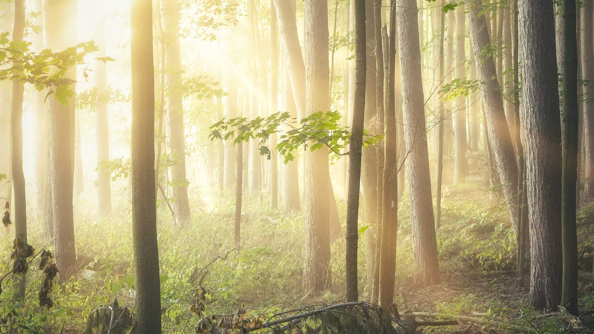 Umweltschutz Bild, welches einen schönen Wald zeigt